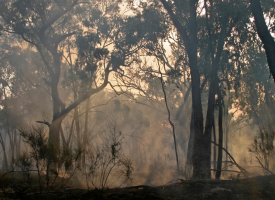 Bushfire haze amongst burnt trees