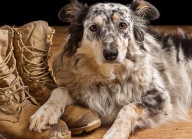 dog resting on army boots