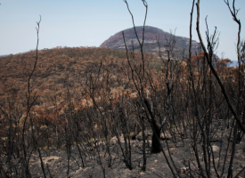 Bushfire damaged landscape