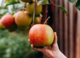 Child's hand reaching for apple