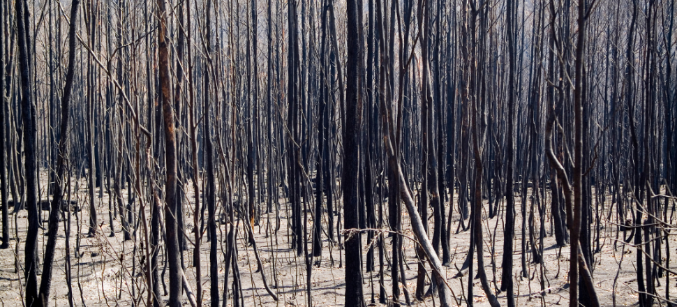 Burnt trees and ash following bushfire