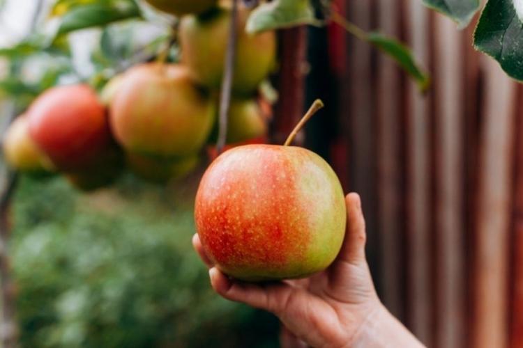 hand of child holding an apple